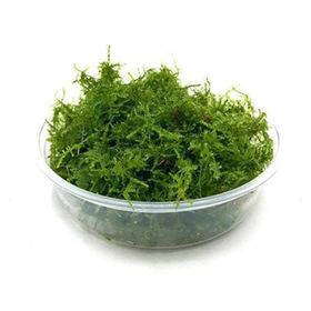 Atakan Petshop Mini Christmas Moss Cup Canlı Bitki
