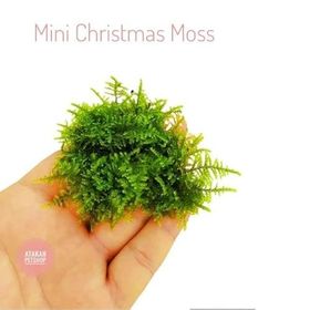 Atakan Petshop Mini Christmas Moss Cup Canlı Bitki
