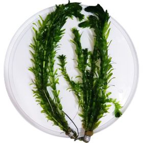Atılım Akvaryum Elodea Densa 10 Dal Canlı Akvaryum Bitkisi