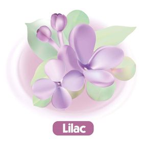 Baby Turco 24x70 Adet Leylak Kokulu Islak Bebek Havlusu