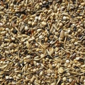 Badem Akvaryum 1 kg Sağlık Tohumu