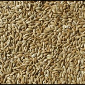 Badem Akvaryum 5 kg Aspur Sade Açık Kanarya Yemi
