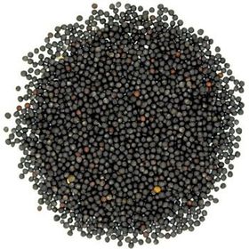 Badem Akvaryum 500 gr Rapiska Kanola Şalgam Tohumu