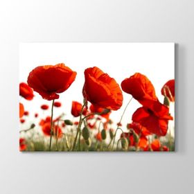Bahçede Gelincikler Tablosu