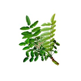 Balen 20 ml Akgünlük Sığla Yağı
