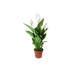 Barış Çiçeği - Spathiphyllum
