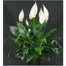 Barış Çiçeği - Spathiphyllum