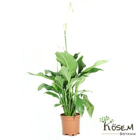 Barış Çiçeği - Spathiphyllum