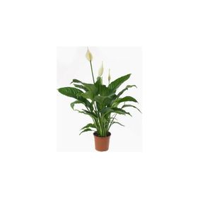 Barış Çiçeği - Spathiphyllum