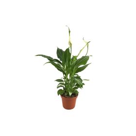 Barış Çiçeği - Spathiphyllum