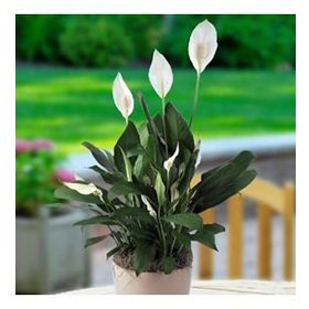 Barış Çiçeği - Spathiphyllum