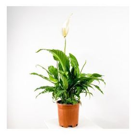 Barış Çiçeği - Spathiphyllum