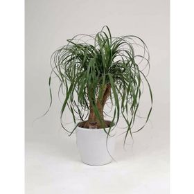 Beaucarnea Recurvata Nolina Fil Ayağı Bitkisi