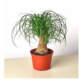 Beaucarnea Recurvata Nolina Fil Ayağı Bitkisi