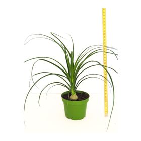 Beaucarnea Recurvata Nolina Fil Ayağı Bitkisi