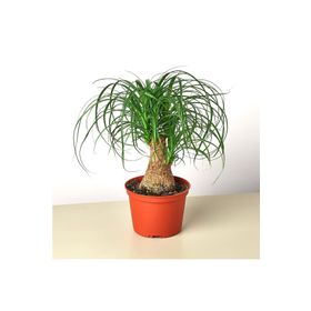 Beaucarnea Recurvata Nolina Fil Ayağı Bitkisi