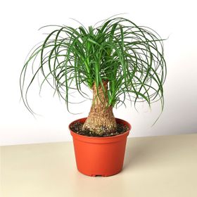 Beaucarnea Recurvata Nolina Fil Ayağı Bitkisi