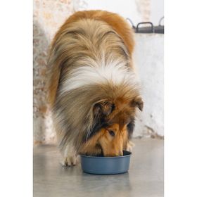 Beeztees DBL Mat Siyah 20 cm 1.9 lt Paslanmaz Çelik Köpek Mama Su Kabı