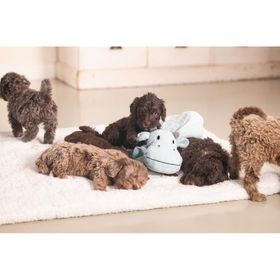 Beeztees Dragon 31.5x25x17 cm Yeşil Peluş Yavru Köpek Oyuncağı