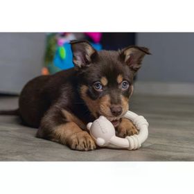 Beeztees Sumo Mini Dental Pembe 9.5x10.5 Köpek Oyuncağı