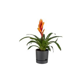 Begonya Antrasit 18 cm Saksı