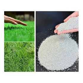 Bermuda Grass Cynodon Dactylon 1 kg Çim Tohumu
