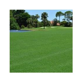 Bermuda Grass Cynodon Dactylon 1 kg Çim Tohumu
