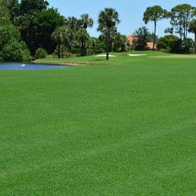 Bermuda Grass Cynodon Dactylon 5 kg Çim Tohumu