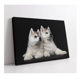 Beyaz Köpek - Gary Romain