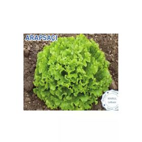 Biogen 10 gr 1 Paket Arapsaçı Marul Tohumu