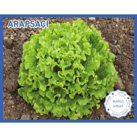 Biogen 10 gr 1 Paket Arapsaçı Marul Tohumu