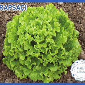 Biogen 10 gr 1 Paket Arapsaçı Marul Tohumu