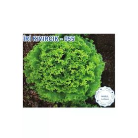 Biogen 10 gr 1 Paket İri Kıvırcık Marul Tohumu