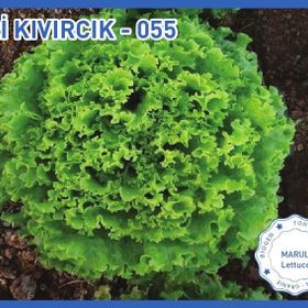 Biogen 10 gr 1 Paket İri Kıvırcık Marul Tohumu