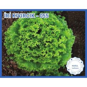 Biogen 10 gr 1 Paket İri Kıvırcık Marul Tohumu