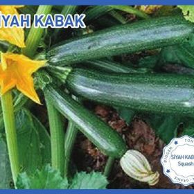 Biogen 10 gr 1 Paket Siyah Kabak Tohumu