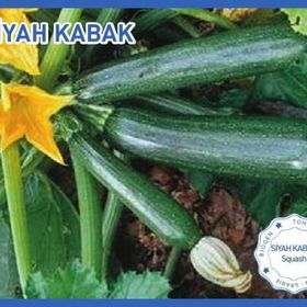 Biogen 10 gr 1 Paket Siyah Kabak Tohumu