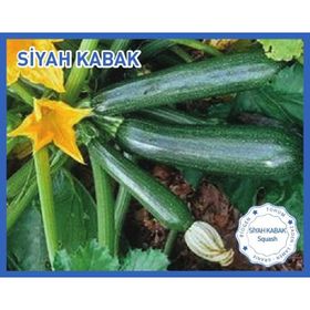 Biogen 10 gr 1 Paket Siyah Kabak Tohumu
