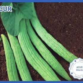 Biogen 25 gr 1 Paket Acur Tohumu