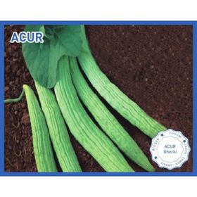 Biogen 25 gr 1 Paket Acur Tohumu