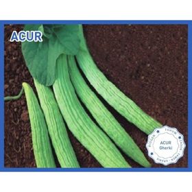 Biogen 25 gr 1 Paket Acur Tohumu