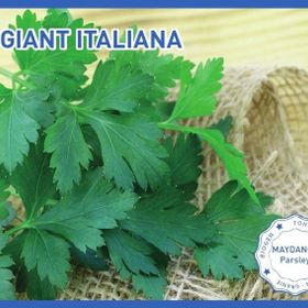Biogen 25 gr 1 Paket D'Giant İtaliana Maydanoz Tohumu