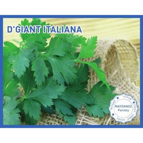 Biogen 25 gr 1 Paket D'Giant İtaliana Maydanoz Tohumu