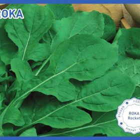 Biogen 25 gr Roka Tohumu