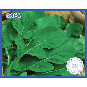 Biogen 25 gr Roka Tohumu