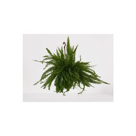 Bitki 30-40 cm Aşk Merdiveni Askılı Nephrolepis