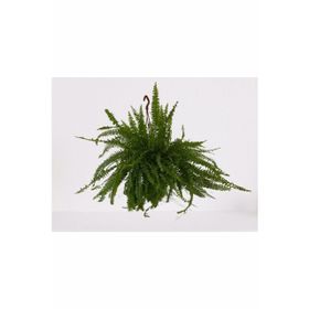 Bitki 30-40 cm Aşk Merdiveni Askılı Nephrolepis