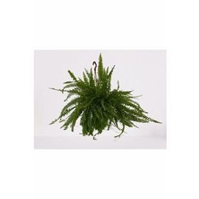 Bitki 30-40 cm Aşk Merdiveni Askılı Nephrolepis