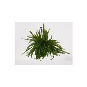 Bitki 30-40 cm Aşk Merdiveni Askılı Nephrolepis