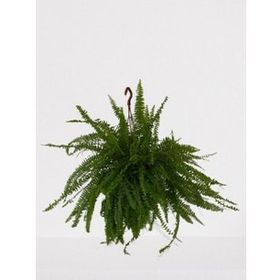 Bitki 30-40 cm Aşk Merdiveni Askılı Nephrolepis